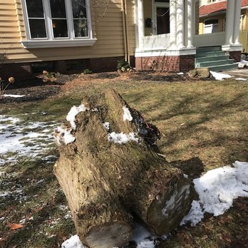 Eco Tree - Tree Services Near Me Eco Tree - Tree Services Near Me
