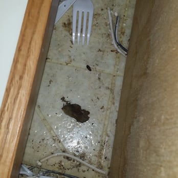 NuLaMa - The trash pile pic 2 in the bottom kitchen cabinet that NuLaMa employees decided not to look or clean. - Home Cleaning Near Me