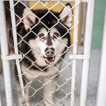Westergaard Kennels - Pet Sitting Near Me - Oak Ridge, North Carolina