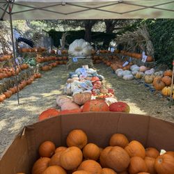 Wildwood Elementary Dad's Club Pumpkin Patch