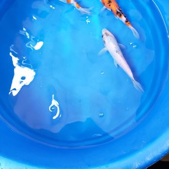 Demi Koi - Koi fish - Local Fish Stores Near Me - Temple City, California Demi Koi - Koi fish - Local Fish Stores Near Me - Temple City, California