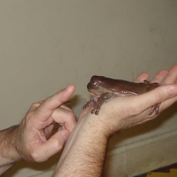 Amazonia - Tree Frog, Amazonia - Kids Activities Near Me