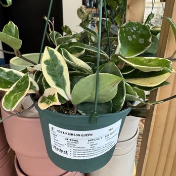 Nodest Home Plants - Home Decor Near Me - Omaha, Nebraska Nodest Home Plants - Home Decor Near Me - Omaha, Nebraska