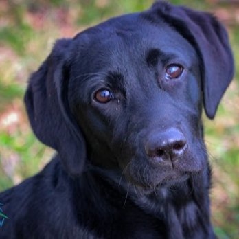Blackwoods Labradors - Greta at boarding - Pet Breeders Near Me - Otisville, Michigan