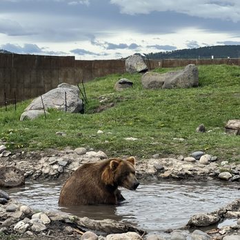 Montana Grizzly Encounter - max - Amusement Parks Near Me - Bozeman, Montana Montana Grizzly Encounter - max - Amusement Parks Near Me - Bozeman, Montana
