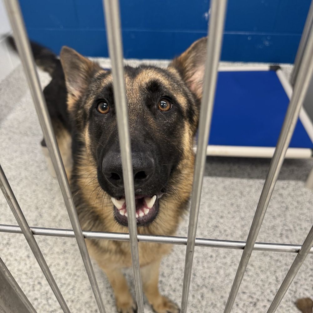 Fulton County Animal Services - Kane (Titan) in the cage when I first met him - Animal Shelters Near Me - Atlanta, Georgia Fulton County Animal Services - Kane (Titan) in the cage when I first met him - Animal Shelters Near Me - Atlanta, Georgia