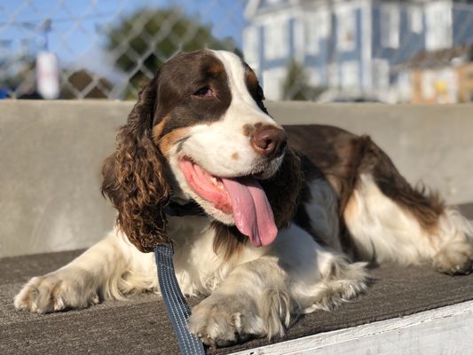 empire k9 dog training