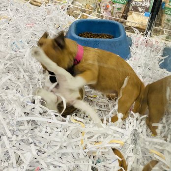 Koolau Pets Plants & Ponds - Pet Stores Near Me - Kaneohe, Hawaii