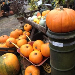 Alexandra Nurseries - Pumpkin display.
