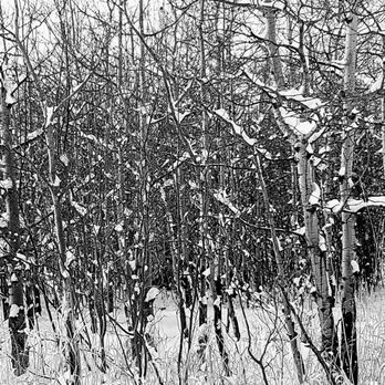Carburn Park - Artsy shot of trees. - Parks Near Me - Calgary, Alberta Carburn Park - Artsy shot of trees. - Parks Near Me - Calgary, Alberta