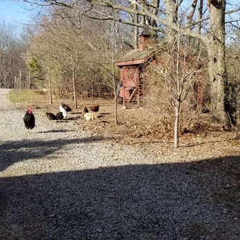 June Farms - Watch out for that rooster - Pizza Near Me - West Sand Lake, New York June Farms - Watch out for that rooster - Pizza Near Me - West Sand Lake, New York
