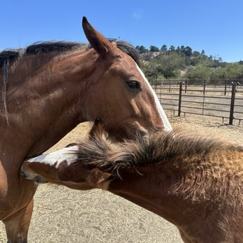 Covells Clydesdale Ranch - Mother and colt - Horseback Riding Near Me - Cambria, California Covells Clydesdale Ranch - Mother and colt - Horseback Riding Near Me - Cambria, California