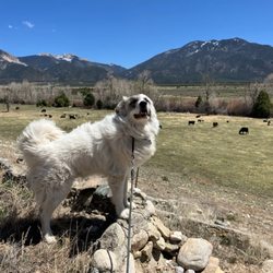Clever K9's - Appa approved