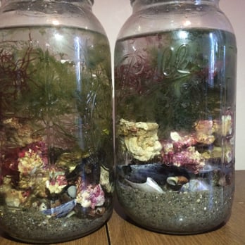 Easy Aquariums - Marine ecosphere - Aquariums Near Me - Westbrook, Maine