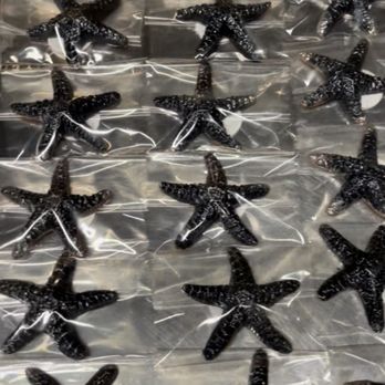 Albert's Petite Sweets - Individually wrapped starfish chocolates - Desserts Near Me - Long Beach, California Albert's Petite Sweets - Individually wrapped starfish chocolates - Desserts Near Me - Long Beach, California