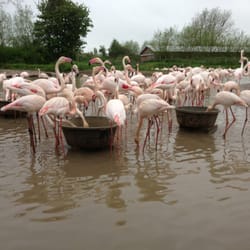 Flamingos