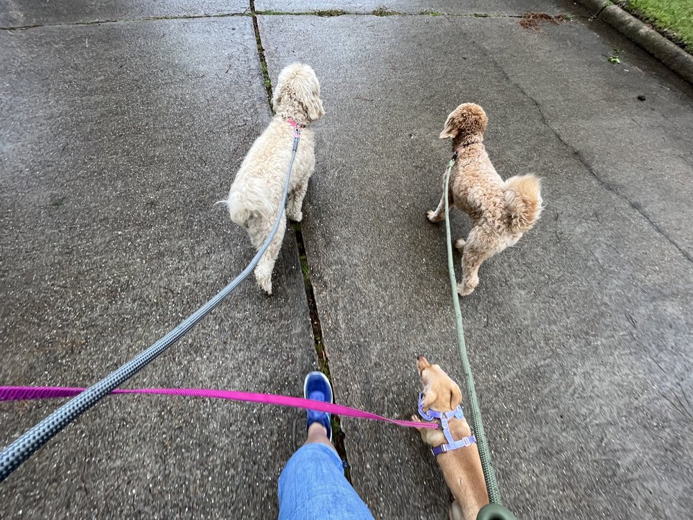 IN LIEU OF YOU 40 Photos Pearland , Texas Dog Walkers Phone