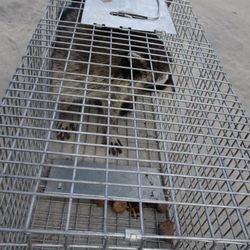 Portland Raccoon Removal