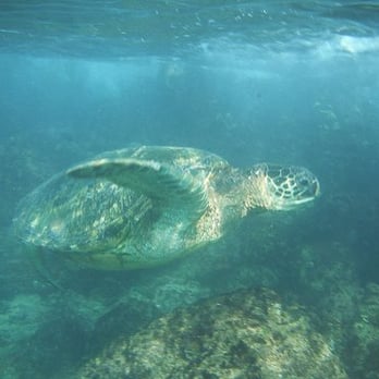 Black Rock Beach - snorkeling w/ a turtle - Beaches Near Me - Lahaina, Hawaii Black Rock Beach - snorkeling w/ a turtle - Beaches Near Me - Lahaina, Hawaii