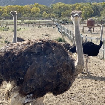 Ostrichland USA - Attraction Farms Near Me - Solvang, California
