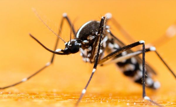 Pest Guard Exterminator Co of Bakersfield on Yelp