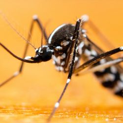 Pest Guard Exterminator Co of Bakersfield