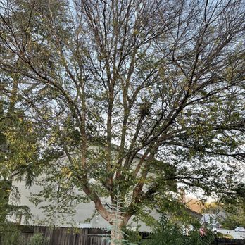 Terry's Tree Service - Before - Tree Services Near Me - Livermore, California Terry's Tree Service - Before - Tree Services Near Me - Livermore, California