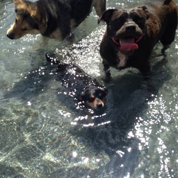 Briarcliff Pet Resort - Pet Sitting Near Me - Menifee, California Briarcliff Pet Resort - Pet Sitting Near Me - Menifee, California