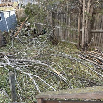 Expert Trees - Tree Services Near Me Expert Trees - Tree Services Near Me