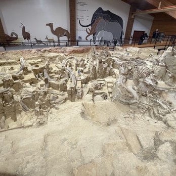 The Mammoth Site - Fossils - Museums Near Me - Hot Springs, South Dakota The Mammoth Site - Fossils - Museums Near Me - Hot Springs, South Dakota