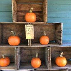 Douglas Hill Orchard - Pumpkins!