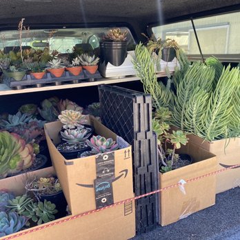 Ortega Nursery - Trying to figure out, how we are going to fit more plants.. - Nurseries & Gardening Near Me - Watsonville, California Ortega Nursery - Trying to figure out, how we are going to fit more plants.. - Nurseries & Gardening Near Me - Watsonville, California