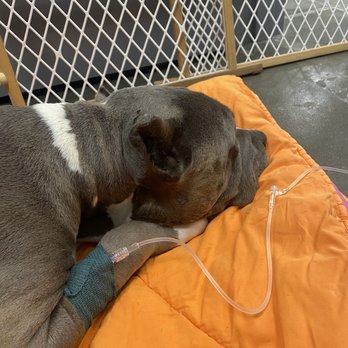 Lone Tree Animal Care Center - Veterinarians Near Me - Omaha, Nebraska Lone Tree Animal Care Center - Veterinarians Near Me - Omaha, Nebraska