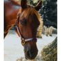 Photo of Safe Haven Equine Warriors