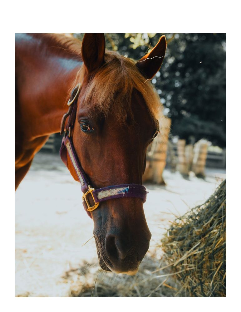 Safe Haven Equine Warriors - social services organization in Sykesville, MD