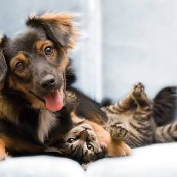 Never Alone Pets - Pet Sitting Near Me Never Alone Pets - Pet Sitting Near Me