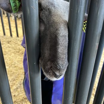 California Mid-State Fair - Festivals Near Me - Paso Robles, California