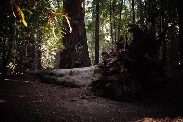Hendy Woods State Park by null