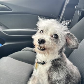 Lush Spaw - Zoey - Pet Groomers Near Me - San Jose, California Lush Spaw - Zoey - Pet Groomers Near Me - San Jose, California