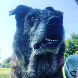 Blue Line K-9