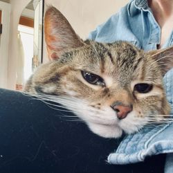BluePearl Pet Hospice