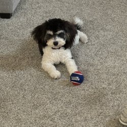 Century Farm Puppies - Gracie