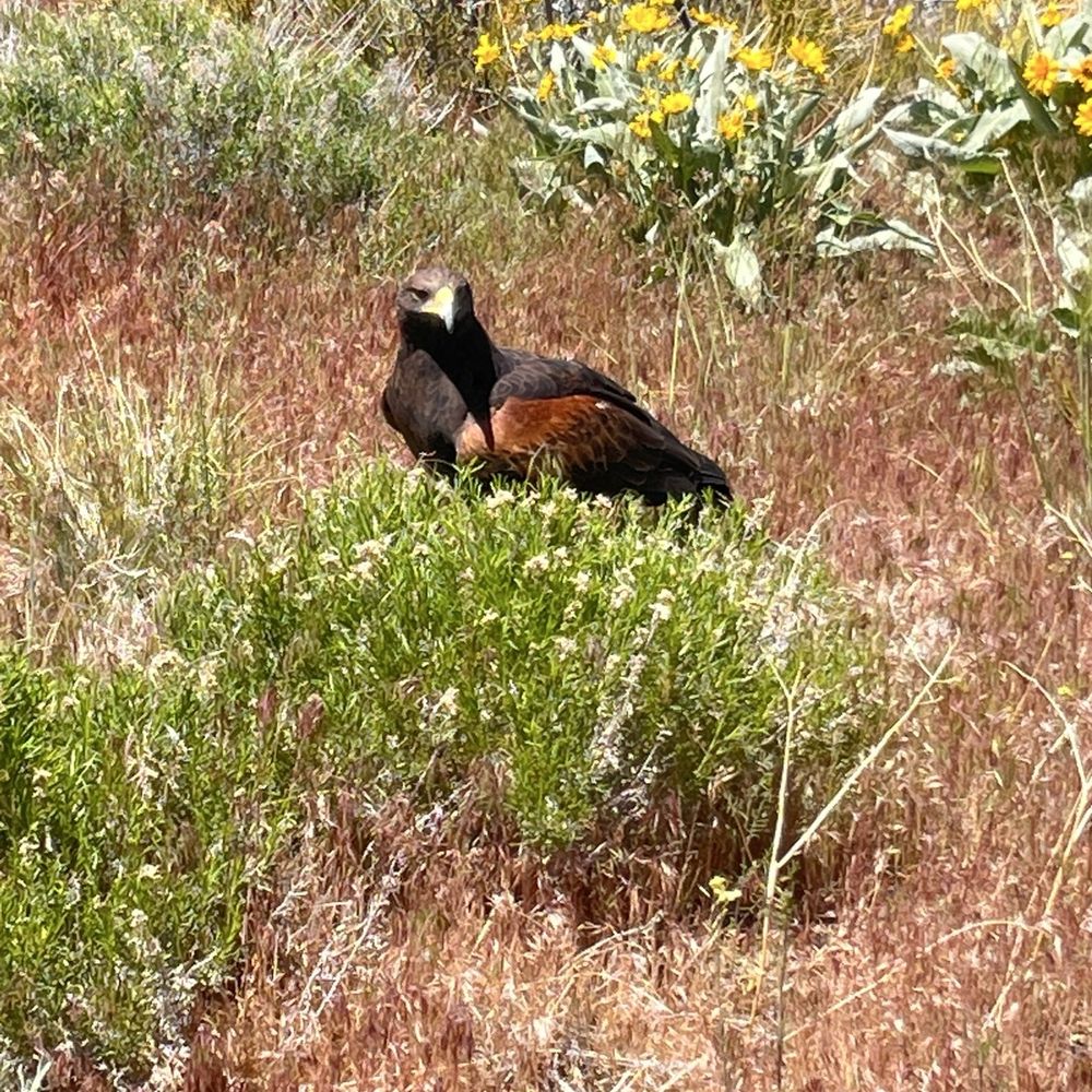 Raptor Adventures - Hunting - Zoos Near Me - Reno, Nevada Raptor Adventures - Hunting - Zoos Near Me - Reno, Nevada