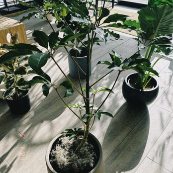 Namoo Plant Shop - Nurseries & Gardening Near Me - La Mirada, California Namoo Plant Shop - Nurseries & Gardening Near Me - La Mirada, California