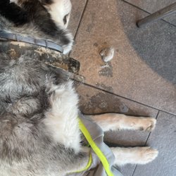 Avenue Animal Wellness + Emergency - Pup fell sick and front desk recommended proper and timely care - even though it was not at their facility.