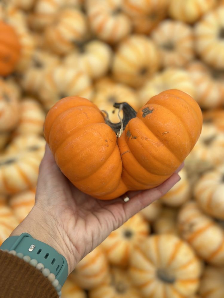 OLD TIME CHRISTMAS TREE FARM Updated September 2024 140 Photos & 69