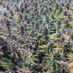 Trulieve Hurricane Dispensary - Trulieve Banner