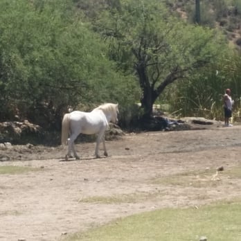 Saguaro Lake - Wild stallion lives by the lake! - Lakes Near Me - Mesa, Arizona Saguaro Lake - Wild stallion lives by the lake! - Lakes Near Me - Mesa, Arizona