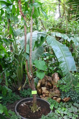 Palmiarnia Poznańska by null