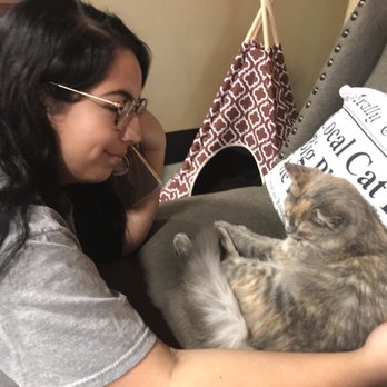 Orlando Cat Cafe - Animal Shelters Near Me - Clermont, Florida Orlando Cat Cafe - Animal Shelters Near Me - Clermont, Florida